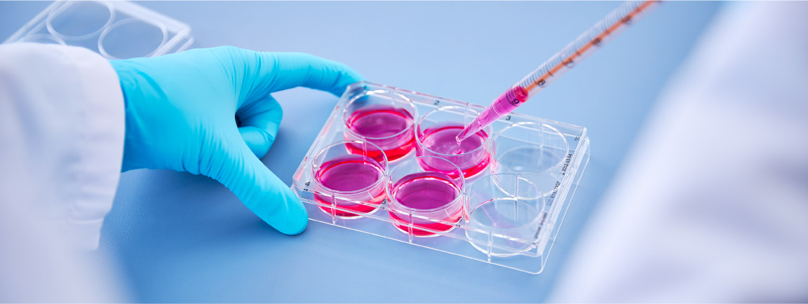 Promocell. Cell culture.