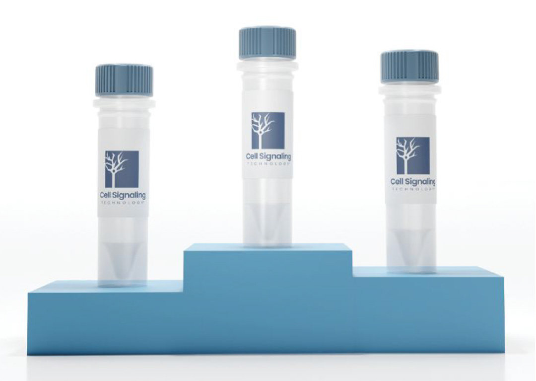 CST antibodies
