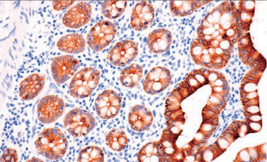 NPI-Flyer–Global-(December)-2025,-EN—2