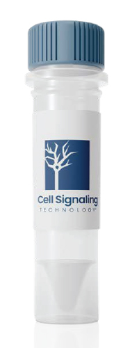 CST-20-off-May-2026-for-web White lab bottle with a blue screw cap and the Cell Signaling Technology logo on the label.