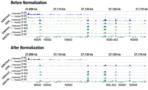 CUT&Tag-April-cst-npi-2 Two-panel chart comparing sequencing signals: 'Before Normalization' top and 'After Normalization' bottom, showing peaks across HOXA gene region (HOXA1, HOXA2, HOXA3, HOXA-AS3, HOXA9) with positions around 27,090–27,170 kb; blue/green traces where peaks indicate signal intensity.