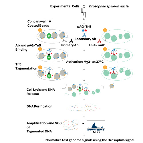 CUT&Tag-April-cst-npi-3 Schematic of a spike-in ATAC-like workflow: experimental cells and Drosophila spike-in nuclei receive antibody tagging (primary/secondary Ab, H2Av mAb) on concanavalin A beads, followed by Mg2+-activated Tn5 tagmentation, cell lysis and DNA release, DNA purification, amplification and NGS, then normalization of sequencing signals using the Drosophila spike-in.