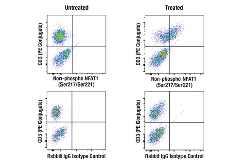 cst npi june Panel of four flow cytometry dot plots comparing untreated (left) and treated (right) samples. Top row plots show CD3-PE Conjugate versus Non-phospho NFAT1 (Ser217/Ser221); bottom row plots show Rabbit IgG isotype control versus CD3-PE Conjugate. Used to compare NFAT1 phosphorylation between conditions across isotype controls.