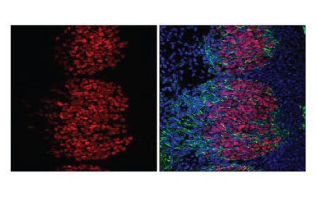 Sep-26-Research-and-Biotech-Newsletter-npi-sep-2026-2